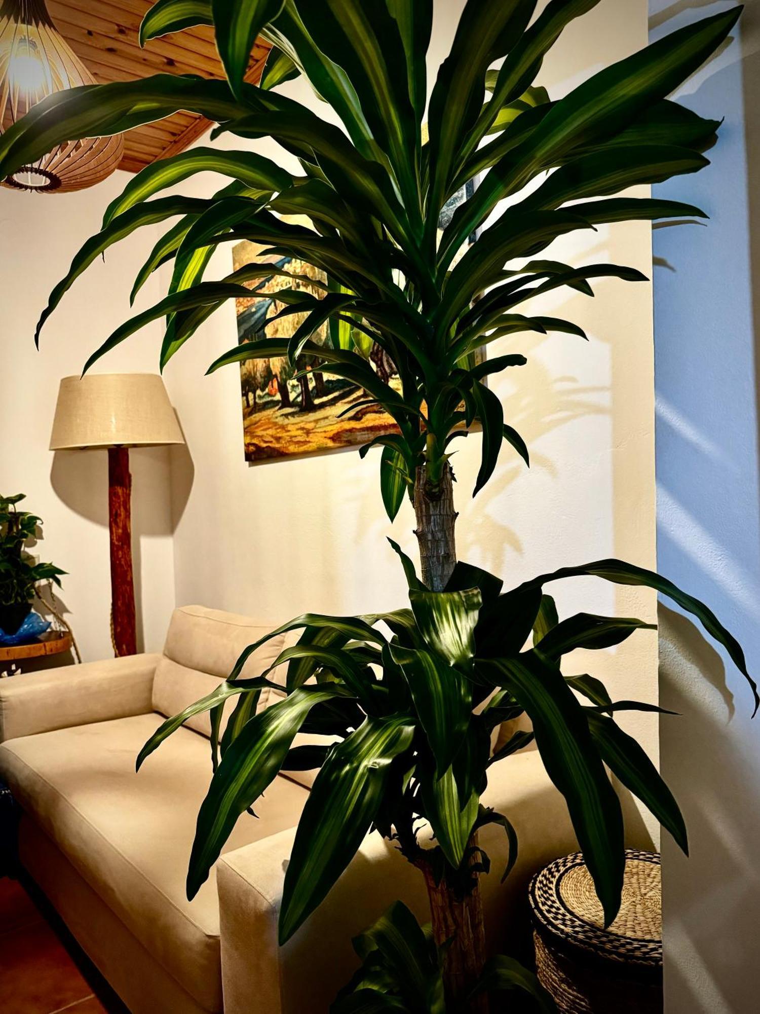 Villa Jasmine Stoúpa Esterno foto
